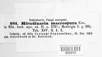 Hirudinaria macrospora image